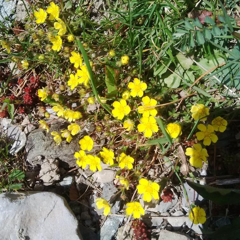 Cadorna Chalet Veleso Bagian luar foto